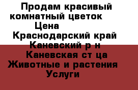 Продам красивый комнатный цветок!!!! › Цена ­ 13 000 - Краснодарский край, Каневский р-н, Каневская ст-ца Животные и растения » Услуги   